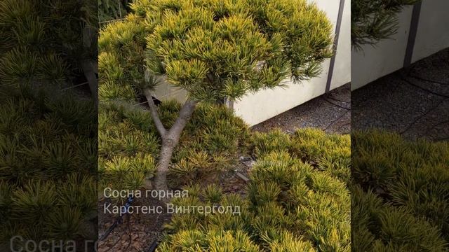 Сосна горная Карстенс Винтерголд смотреть онлайн