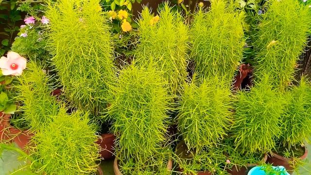 Tips, to, make,Kochia, Scoparia,summer, plant, more, greener/How to grow this beautiful plant смотреть онлайн