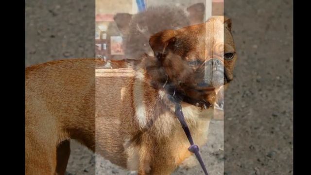 Самые необычные породы собак смотреть онлайн