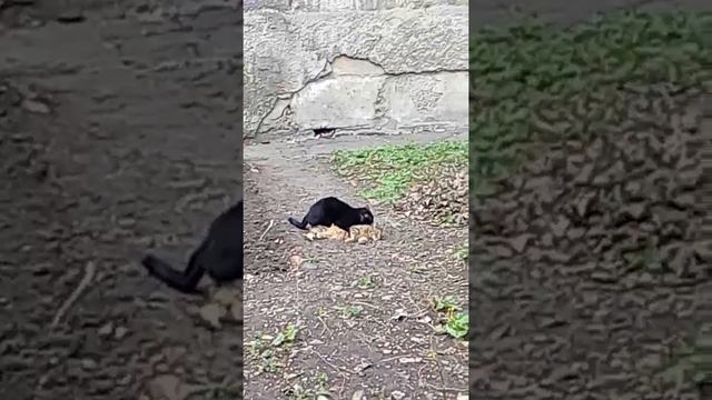 Расположение гуляка