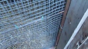 Вьетнамские поросята. Начало. Купили поросят.