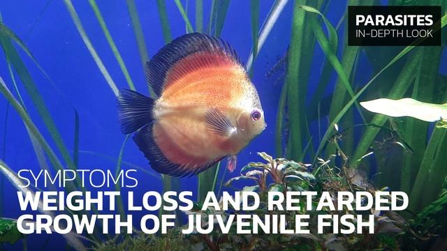 Кишечные паразиты дискусов! Почему рыбки худеют и превращаются в скелеты обтянутые кожей? смотреть онлайн
