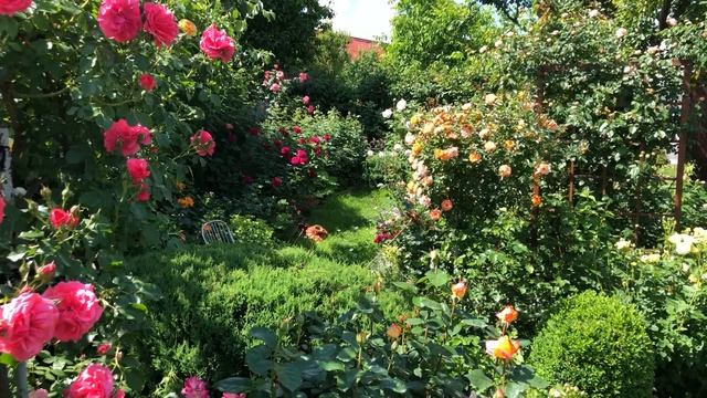 Шесть секретов выращивания роз весенней посадки! смотреть онлайн