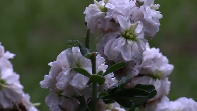 Canon XA30 Test Footage 1 смотреть онлайн