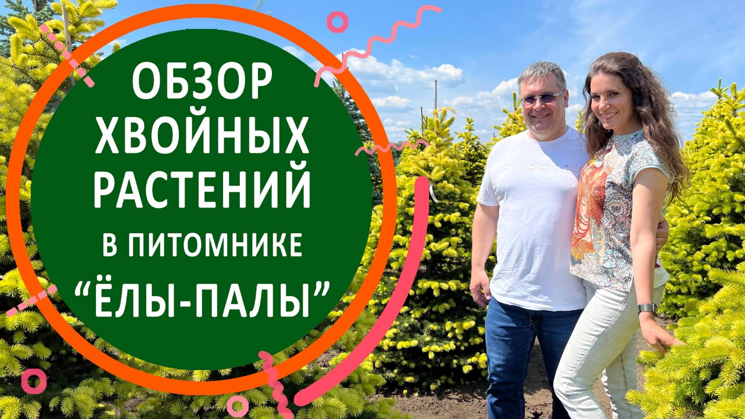 Обзор хвойных растений в питомнике «ЁЛЫ-ПАЛЫ»