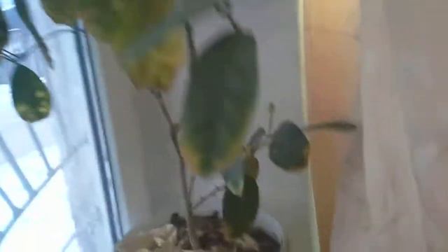 лимон и мандарин смотреть онлайн