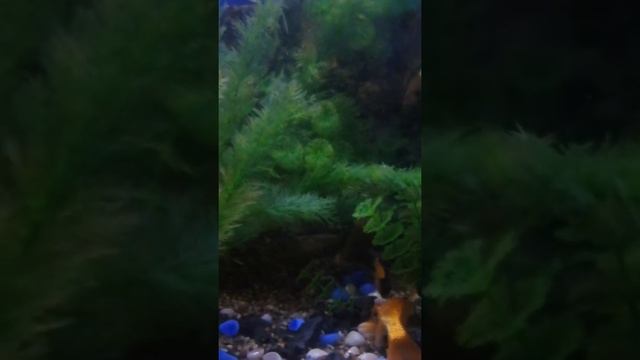 Кто знает почему рыбка умерла?...... смотреть онлайн