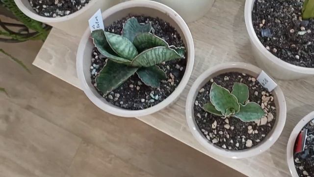 Сансевиерии, декабрь 2022. Пополнение коллекции.