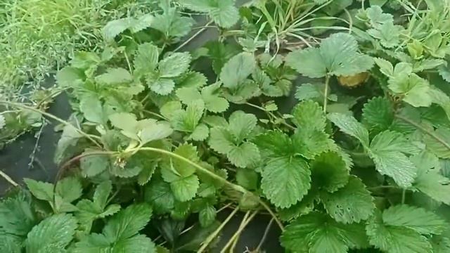 Укоренение клубники 