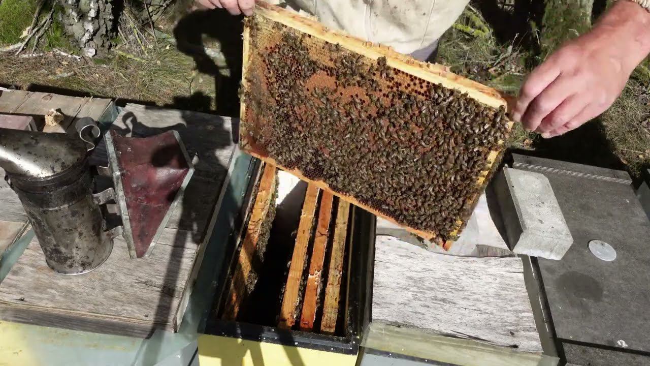 плановая работа с отводками,контроль молодых маток смотреть онлайн