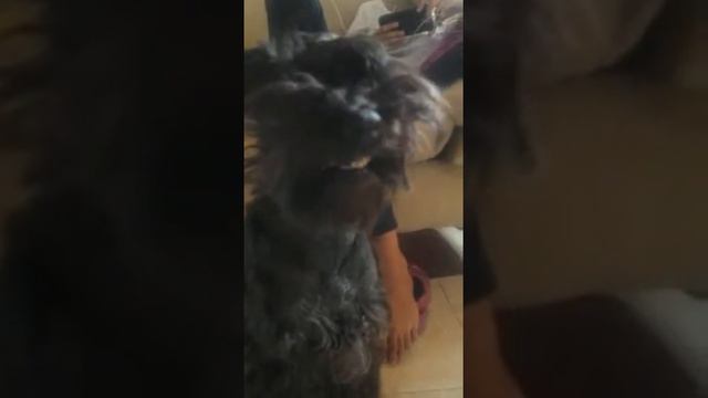Perro sonriendo ( una sonrisa) смотреть онлайн