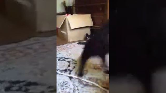 Affenpinscher and Brussels griffon wrestle смотреть онлайн