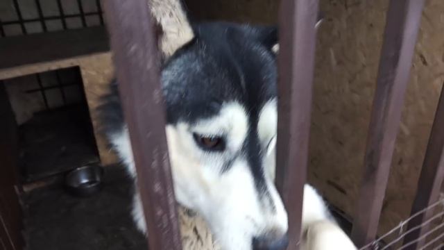 Мурас Международный Соколиный Центр 2017 смотреть онлайн