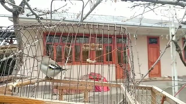 Голоса Щелог, Sava sayrashi смотреть онлайн