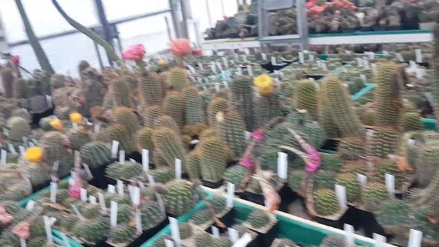Экскурсия в кактусную теплицу.Andreas Wessner Echinopsis-Hybride.Kakteen.2020.198.