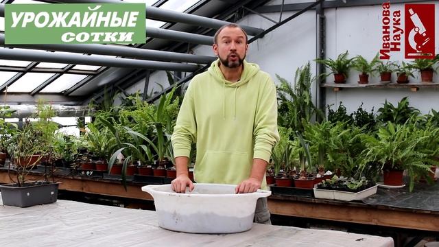 Рассада без почвы? ЛЕГКО! Простой приём выращивания рассады без хлопот. смотреть онлайн