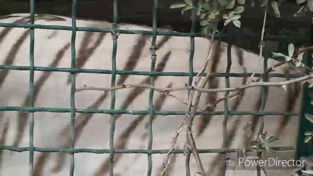 Бердянский зоопарк "Сафари" смотреть онлайн