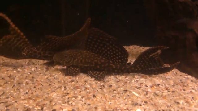 Птеригоплихты делят территорию смотреть онлайн