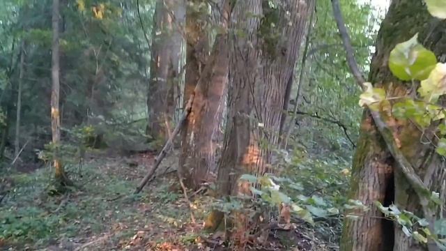 Поиск монет в лесу Подмосковья) смотреть онлайн