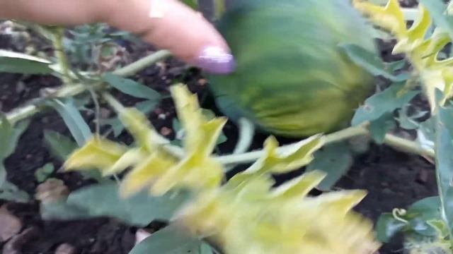 Вырастили арбузы в огороде Арбузы на Урале смотреть онлайн