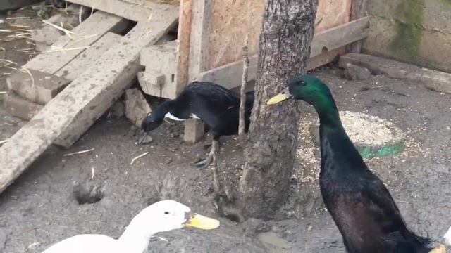 Утки индийские бегунки зимой смотреть онлайн