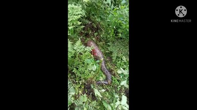 python in Arunachal Pradesh upper siang.has been killed..??? смотреть онлайн