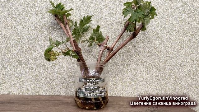 ? Просто необычное явление! Цветение черенков винограда в мае при укоренении. смотреть онлайн