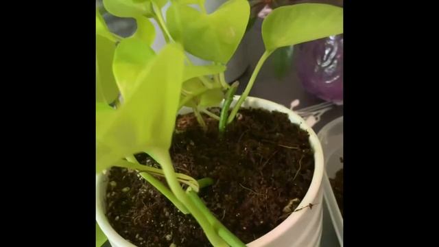 Лиана Сциндапсус (Scindapsus Araceae) | Домашние растения