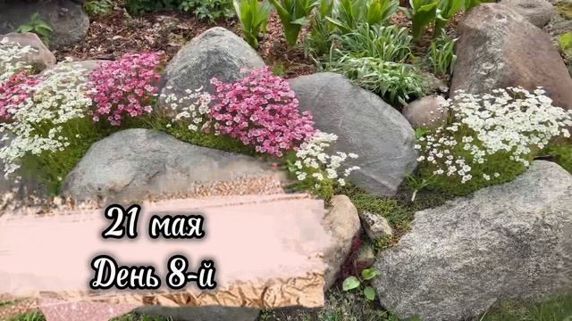 Камнеломка / цветение /посадка / подкормка / уход /размножение/ цветение калины Бульденеж смотреть онлайн