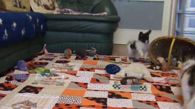 Puppies G part2, 2m. смотреть онлайн