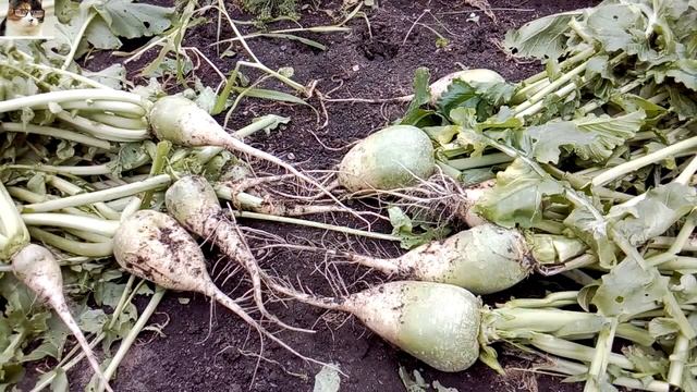 Урожай редьки Маргеланской и полезные свойства смотреть онлайн