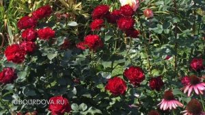 Лучшие сорта роз для Подмосковья.