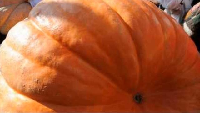 Рецепты с тыквой: вкусно и полезно