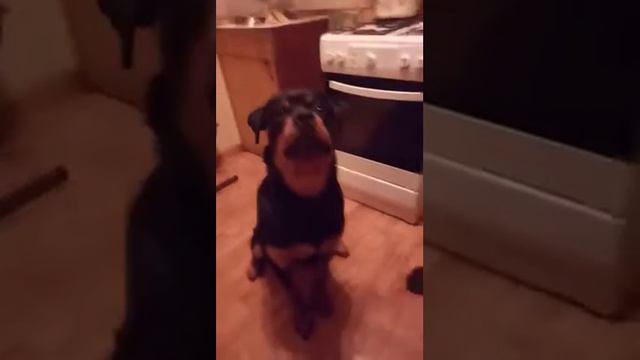 Ротвейлер поет смотреть онлайн