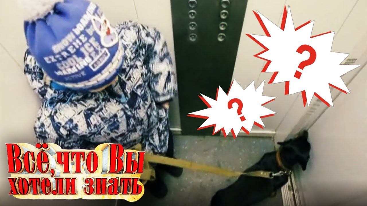 Как появилась бумага? Как устроен глаз? Если застрял в лифте - Всё, что вы хотели знать... смотреть онлайн