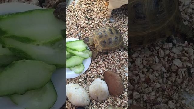 Сухопутная черепаха. смотреть онлайн