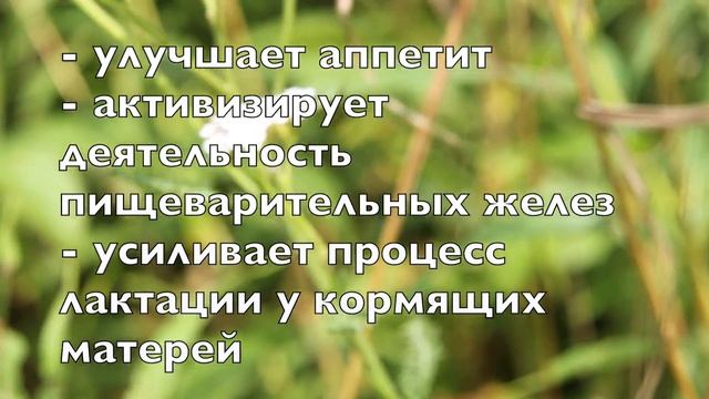 Тысячелистник. Как выглядит, чем полезен. смотреть онлайн