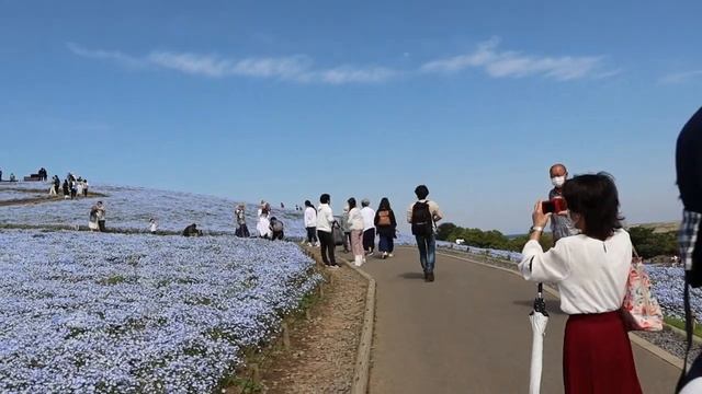 Baby Blue Eyes --- Nemophila at Hitachi Seaside Park || Spring Time смотреть онлайн