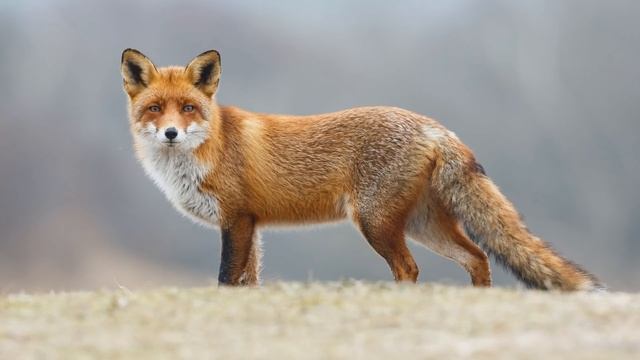 Голоса и звуки диких животных России. смотреть онлайн