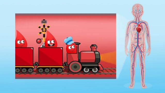 The Human Heart for Kids | Educational video to learn all about how the heart works смотреть онлайн