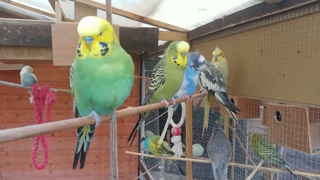 2 Hours Of Budgies Singing Playing And Talking - Play For Your Budgie!