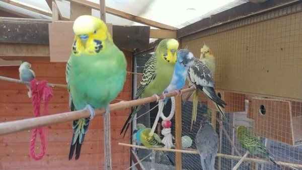 2 Hours of Budgies Singing Playing and Talking - Play For Your Budgie!