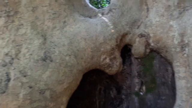 Деревья-исполины и редкие породы кустарников. Парк ,,Южные культуры,, - Адлер смотреть онлайн