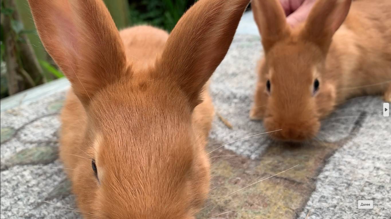 Совершил ошибку, перекормил крольчат сочной пищей