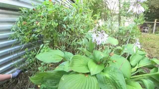 ВЛОГ...ВСЁ ПОЧИСТИЛИ\\\ПОВЫКИДЫВАЛИ///ОБЗОР УЧАСТКА\\\НАВОДИМ ПОРЯДОК\\\НАША РЕДИСКА\\\УЖЕ КРАСОТА. смотреть онлайн