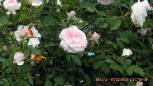 Роза канадская парковая Хайди ? обзор: как сажать, саженцы розы Хайди