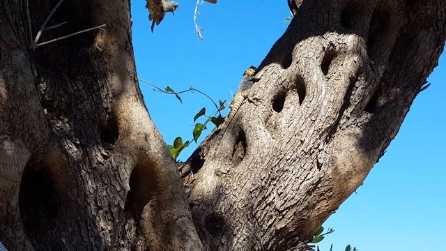 Aeolos Beach Resort Corfu, Perama, Greece , Ultra HD 4K, Samsung Galaxy 6 Edge смотреть онлайн