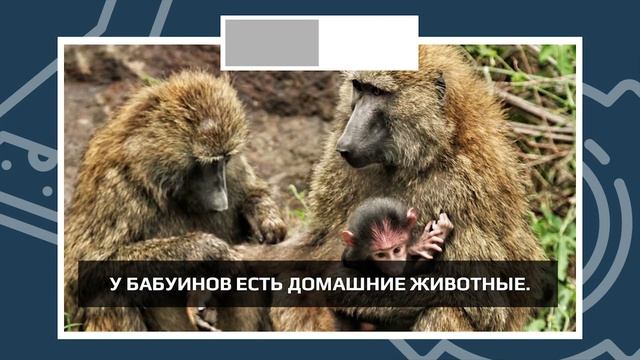 PRINGLES - ЭТО НЕ ЧИПСЫ? смотреть онлайн