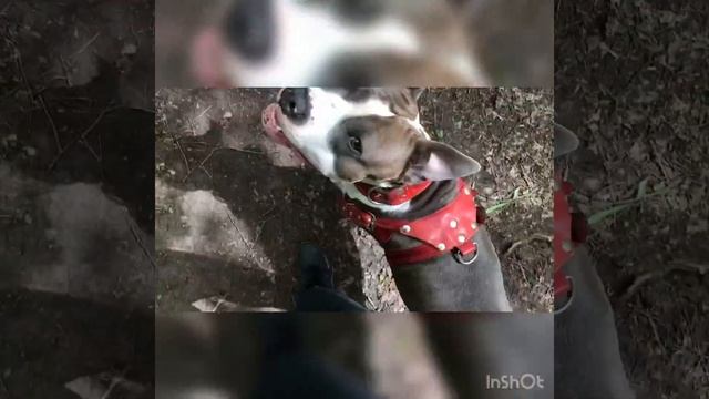 Дрессировка стаффа, команда «рядом, жди, красавчик, пятюни». Амстафф. Тренировка собаки смотреть онлайн