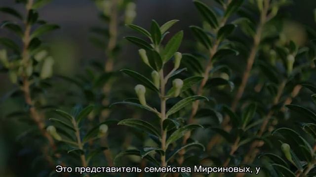 Миртовое дерево — чем полезен мирт в квартире смотреть онлайн